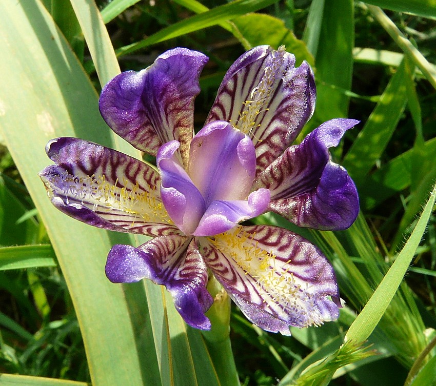 Anomalia floreale di un iris: Lusus di Iris planifolia